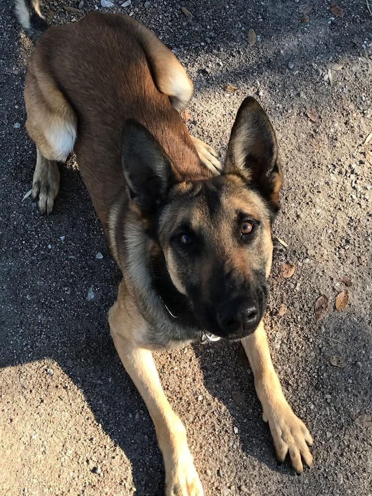 k9 dog laying down and looking up at camera